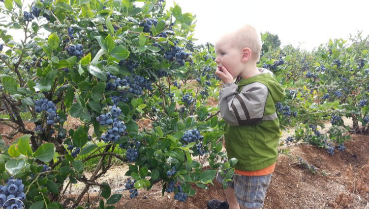 Саджанці лохини «Блакитне Золото»