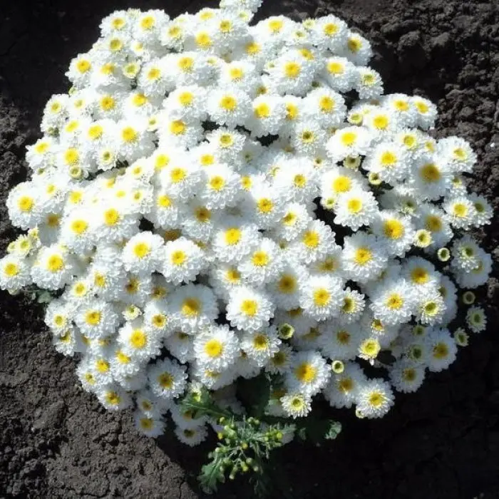 Хризантема біла