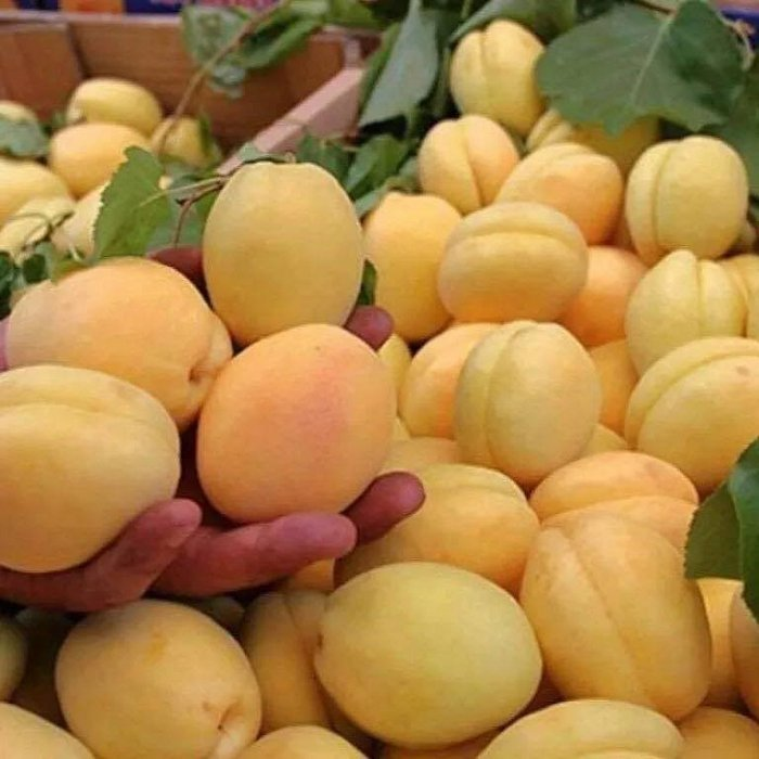 🍊 3. Великі, солодкі плоди