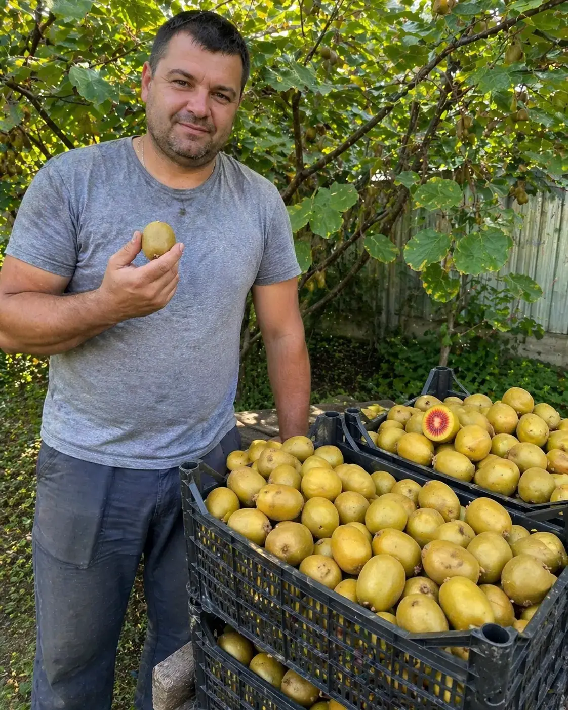 Фото від клієнта — ківі Золотий Рубін